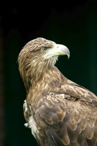 Wester Ross Sea Eagle